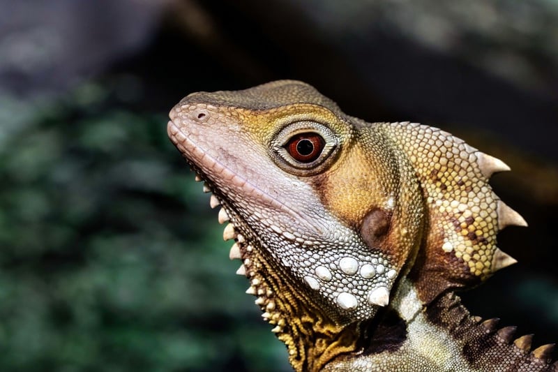 Dragon Image