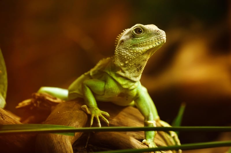 Dragon Riding Image